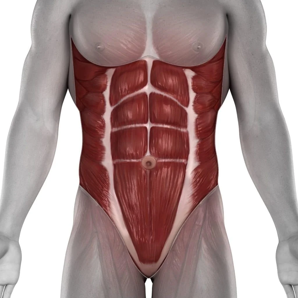 Male Abdomen Muscles Anatomy