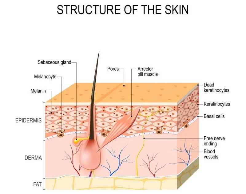 Structure of the skin