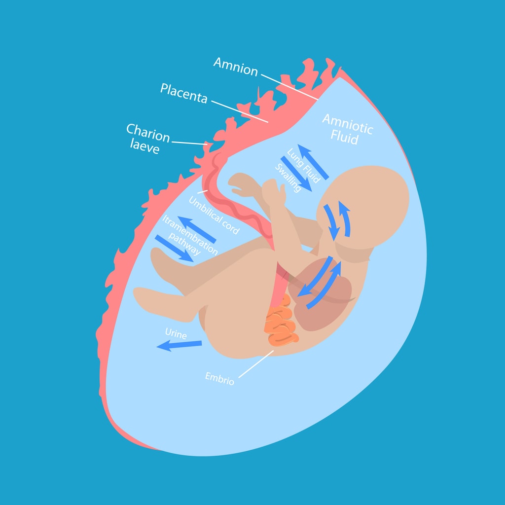 Growing baby with umbilical cord attached to placenta | Dr Bernard Beldholm