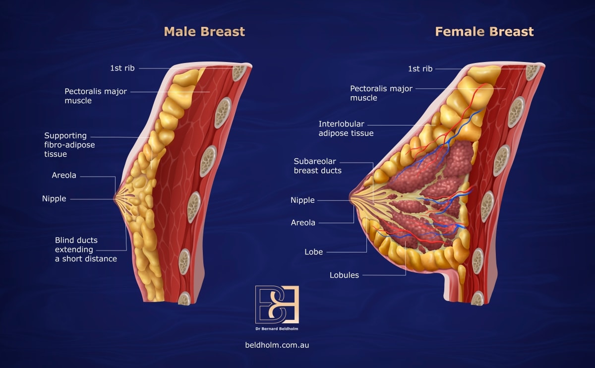 Normal male breast vs female breast