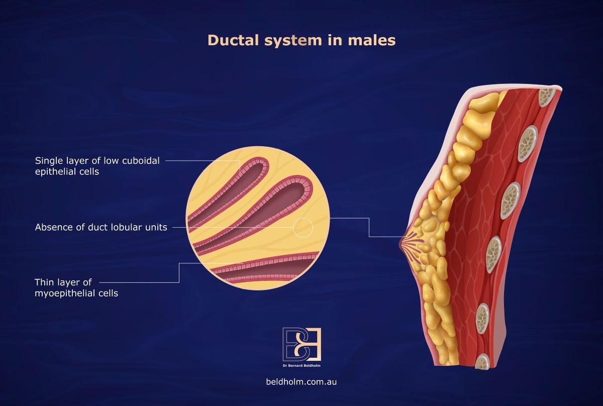 Normal male breast duct system | Dr Beldholm