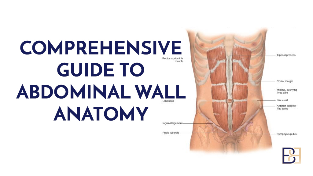 Comprehensive Guide to Abdominal Wall Anatomy