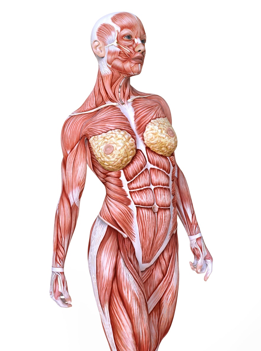 An illustration depicting the abdominal wall anatomy.