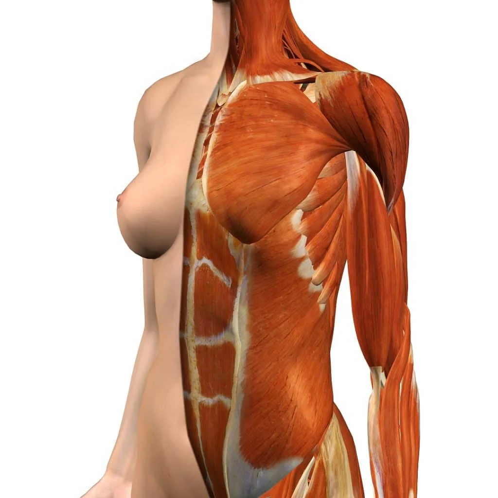 Female Chest and abdominal muscles