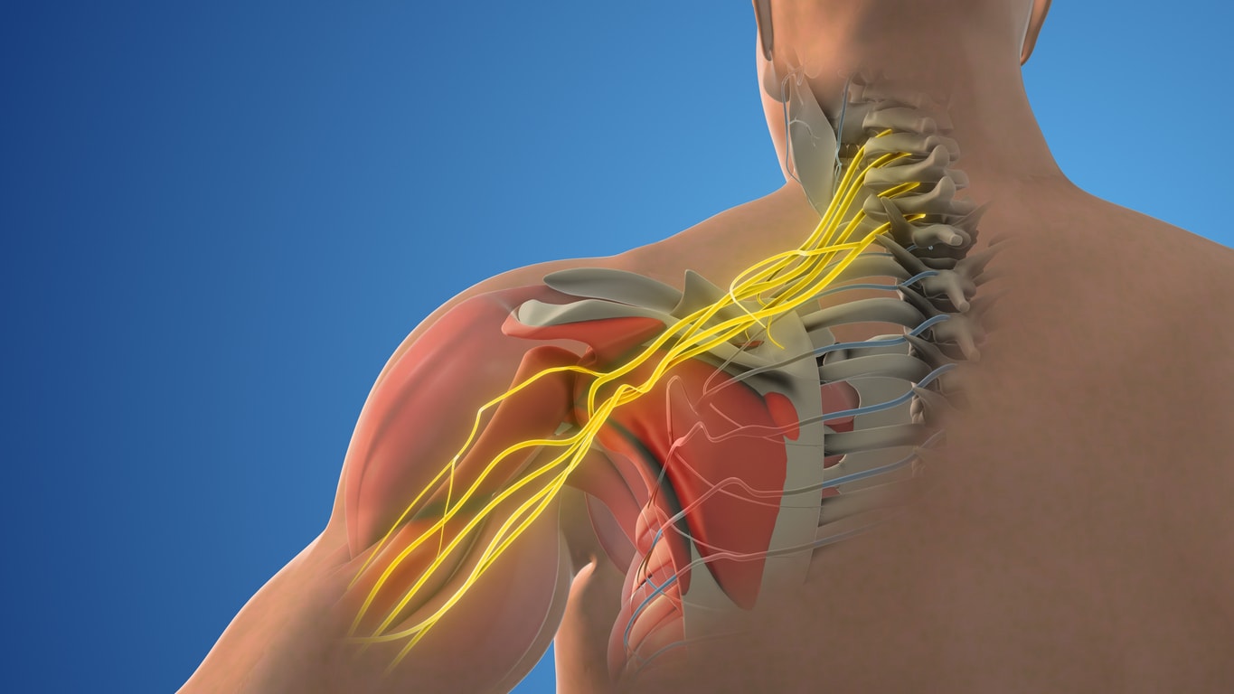 Brachial plexus | BCSC