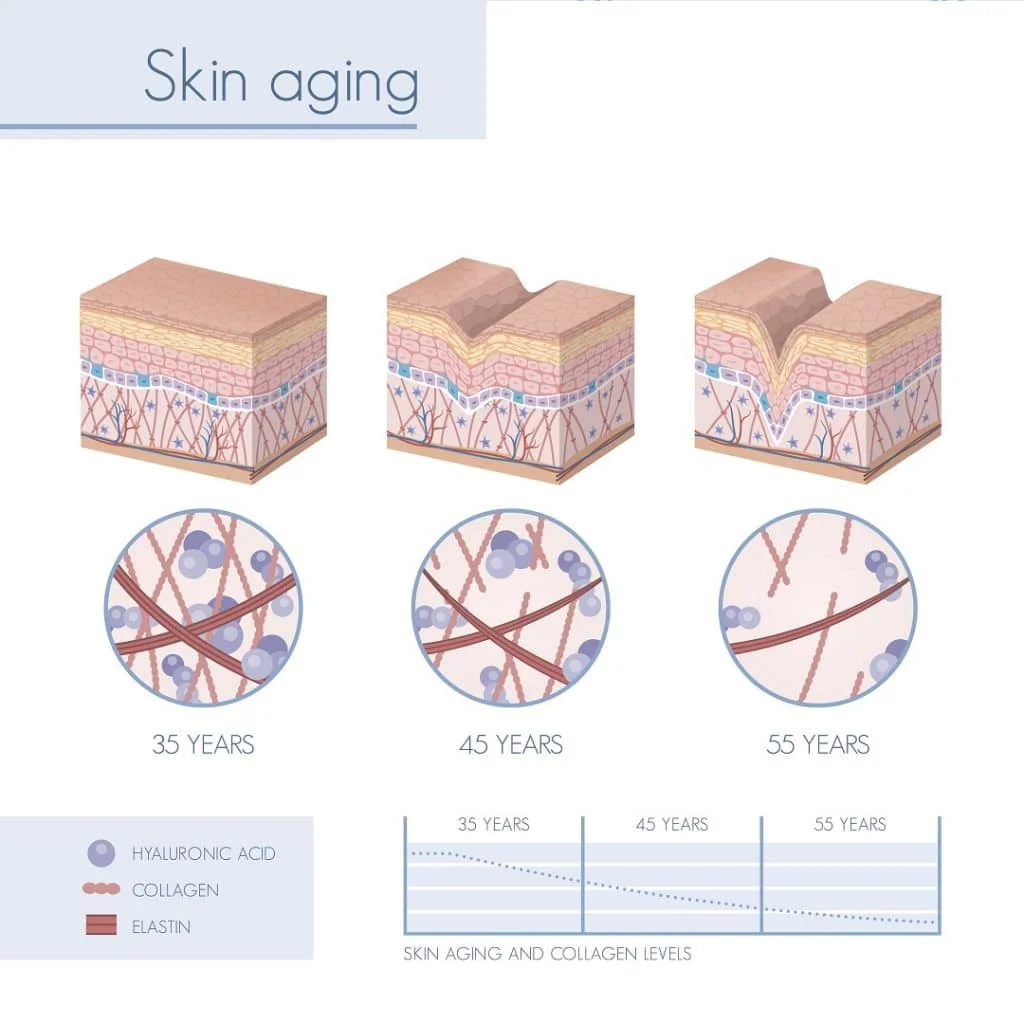 Skin Aging