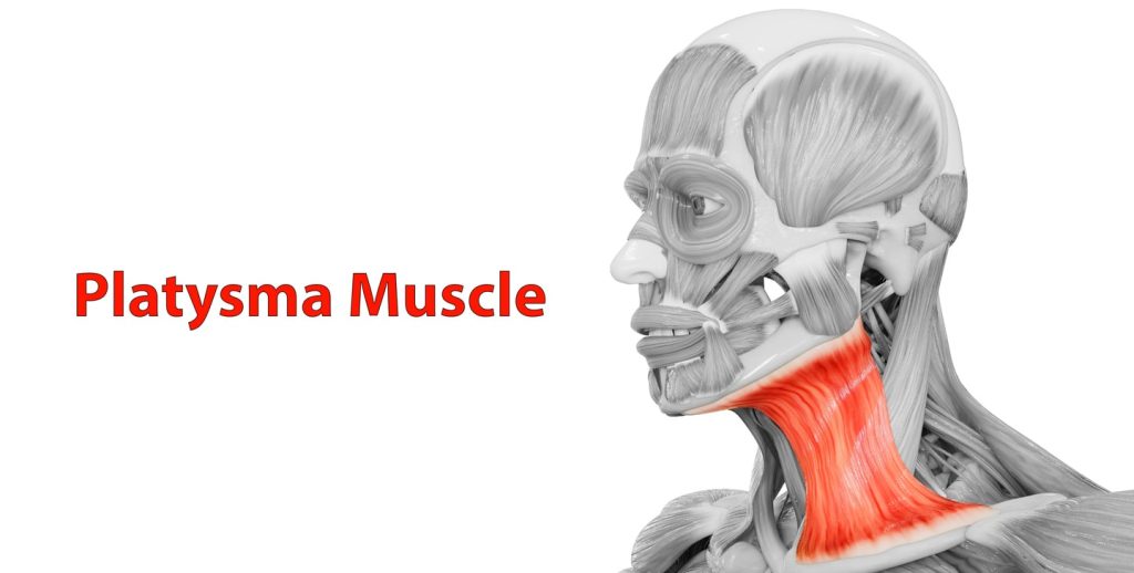 Platysma Muscle