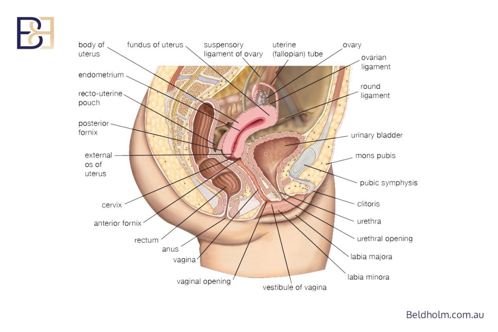 Anatomy of the Mons Pubis