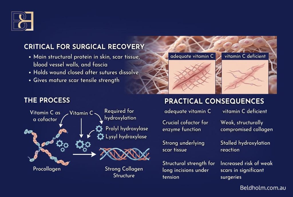Vitamin C (Ascorbic Acid) Before and After Body Contouring Surgery: Collagen, Iron, and Wound Healing After Weight Loss 7 Collagen synthesis