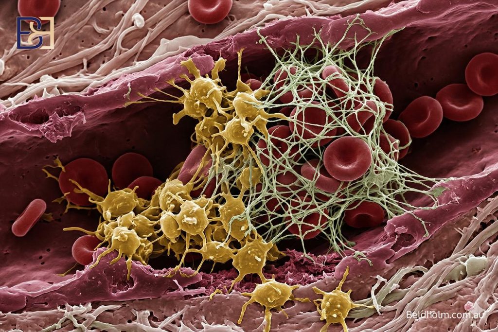 How vitamin K drives clotting