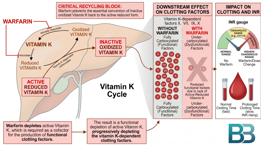 How warfarin actually works