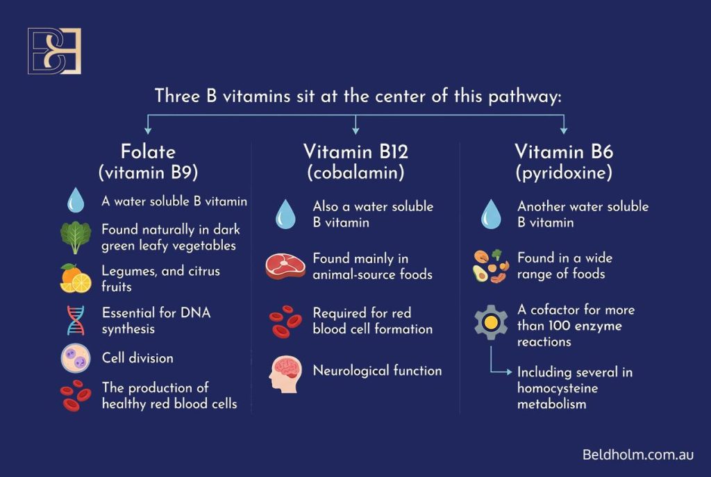 The B Vitamins Involved