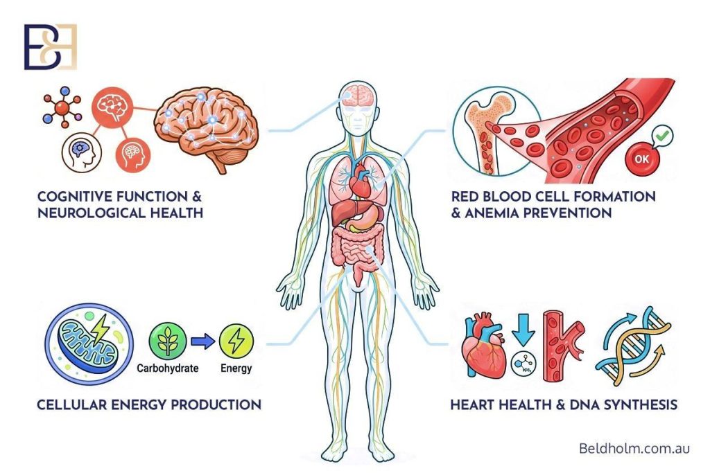 Vitamin B12 Deficiency After Bariatric Surgery: What It Means for Body Contouring Recovery 3 What Vitamin B12 Does in the Body