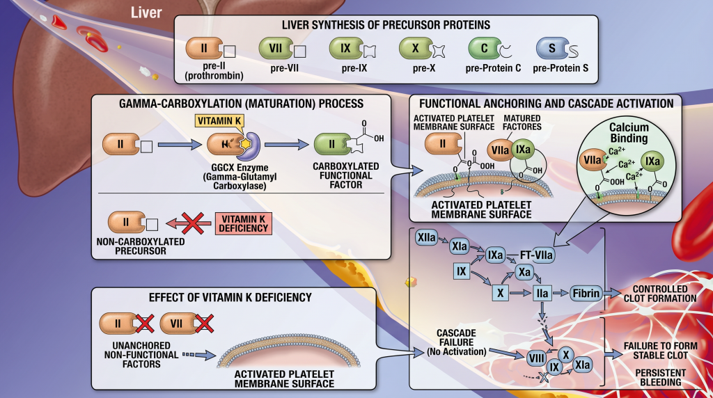 mechanism underlying the bleeding risk in severe vitamin K deficiency