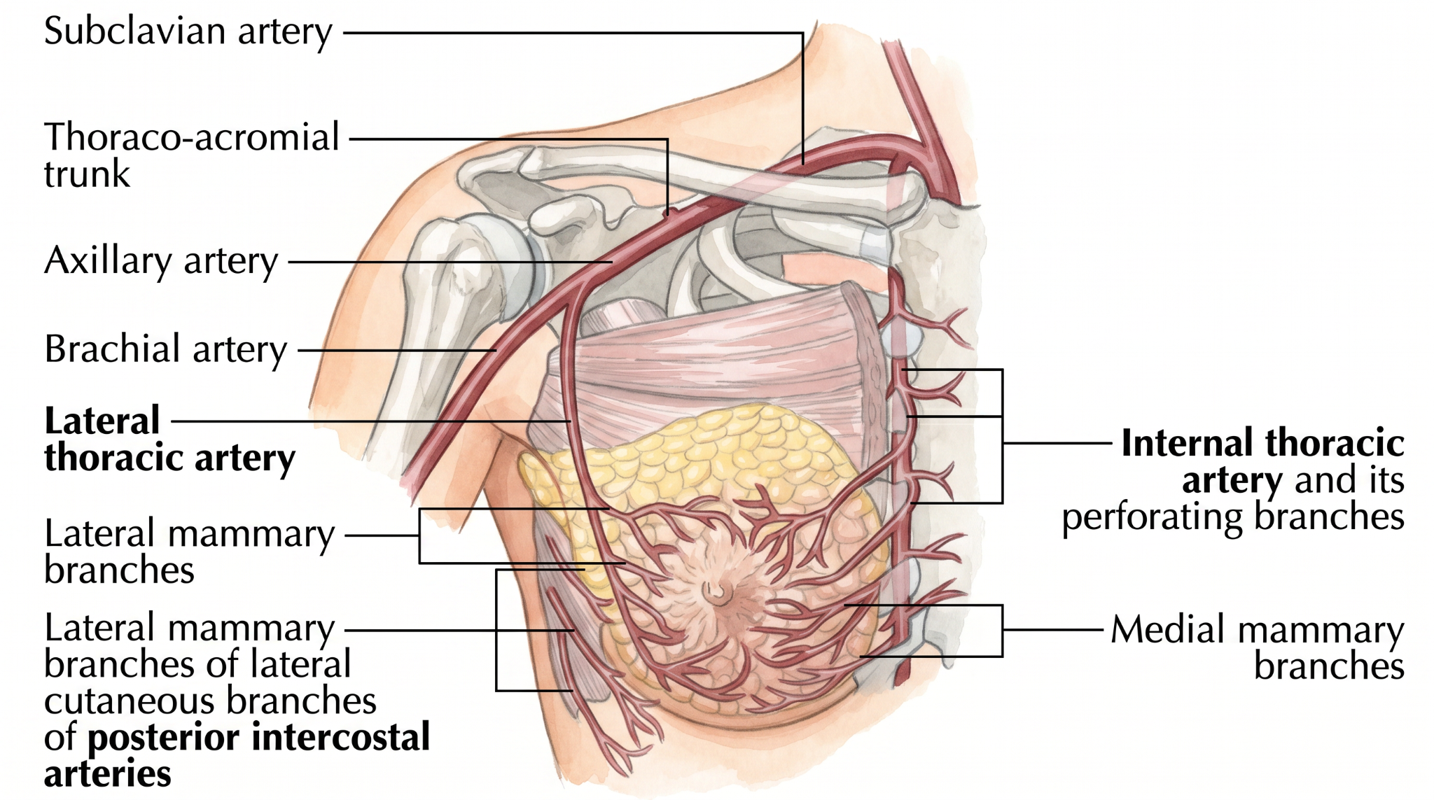 Breast Reduction Terminologies