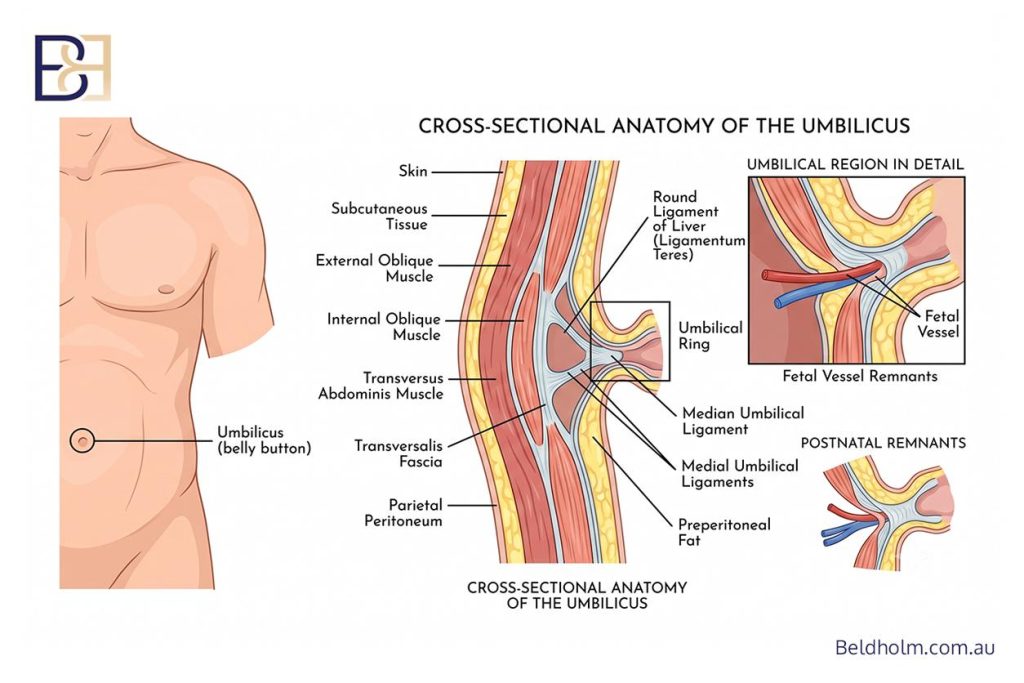 What is the umbilicus?