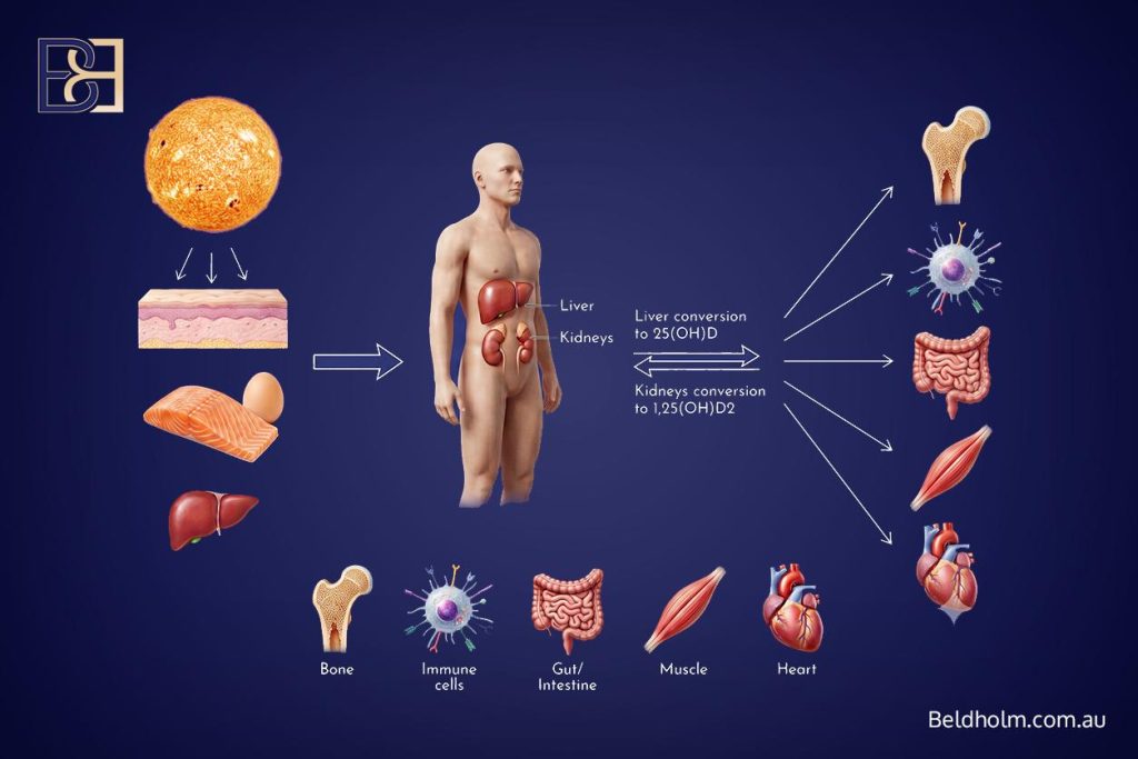 Vitamin D Deficiency After Weight Loss Surgery: Why It Affects Your Body Contouring Surgery Recovery 13 How vitamin D is made and activated