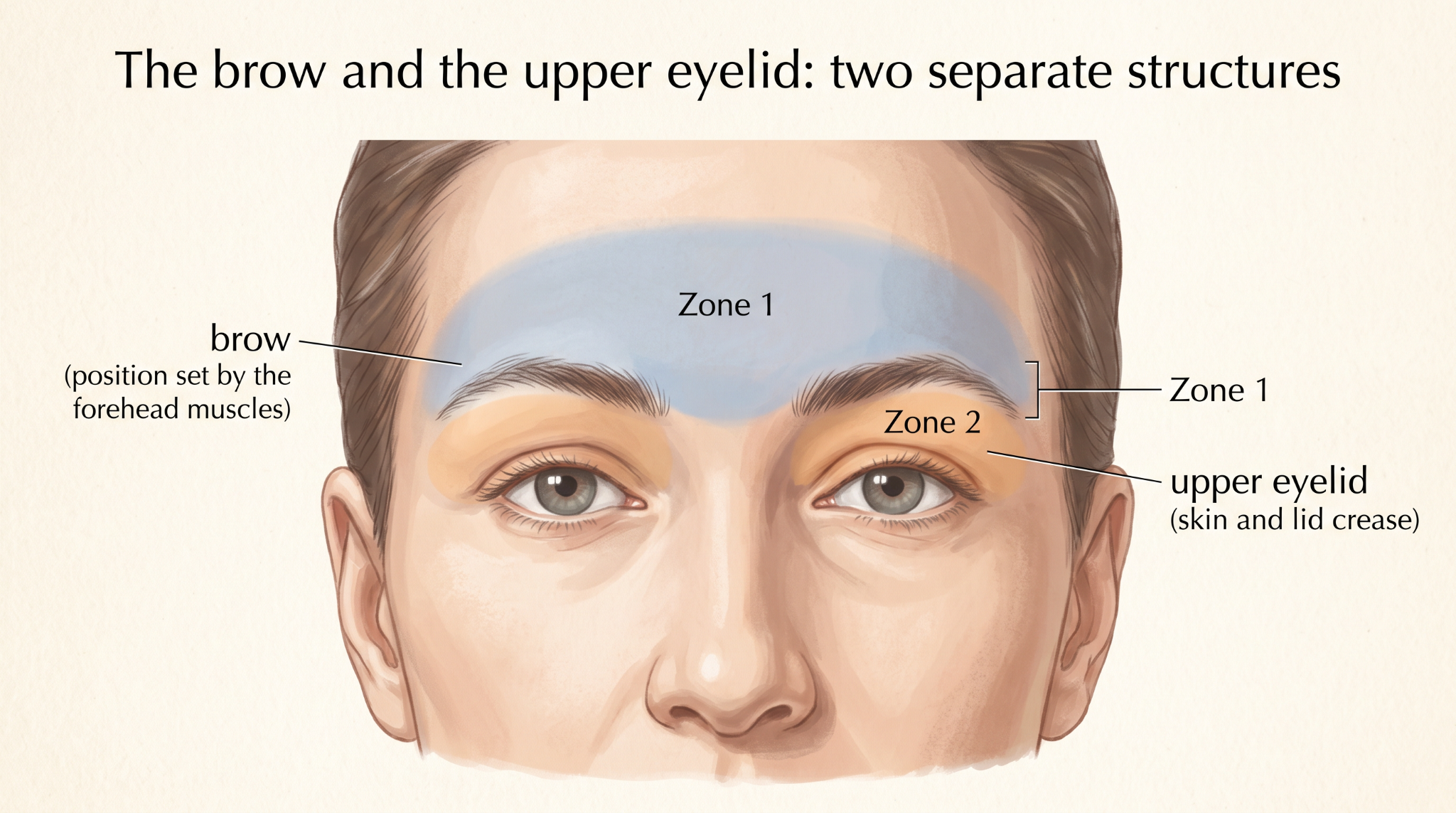 The brow and the upper eyelid