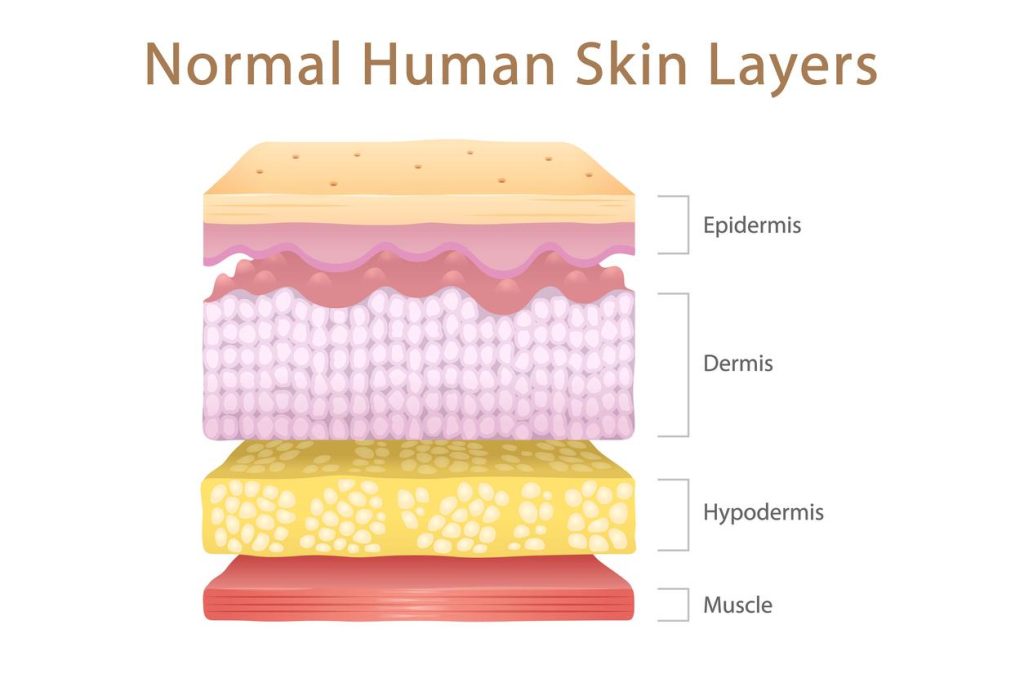 Normal Human Skin Layers